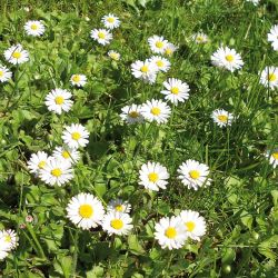Gänseblümchen