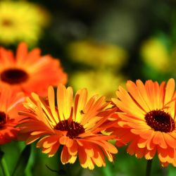 Ringelblume