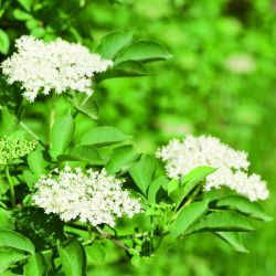 Holunderblüte