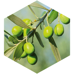 Olivenblattbalsam