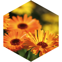 Ringelblumenbalsam