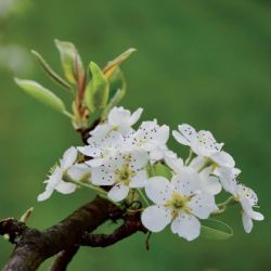 Birne Baumessenz